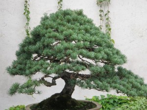 Bonsai Tree